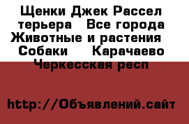 Щенки Джек Рассел терьера - Все города Животные и растения » Собаки   . Карачаево-Черкесская респ.